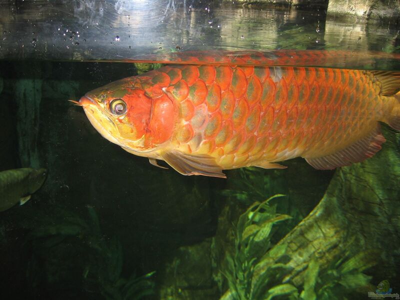 Scleropages legendrei im Aquarium halten (Einrichtungsbeispiele für Roter Arowana)