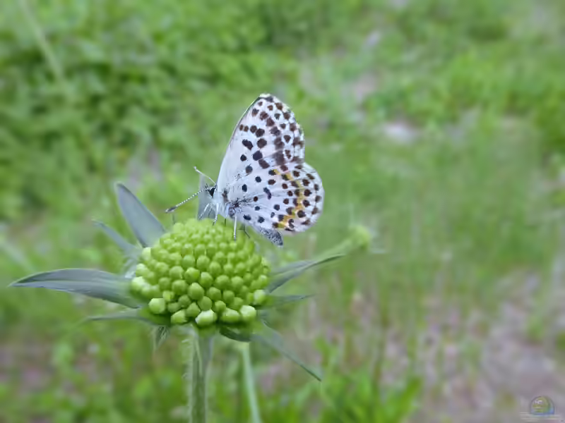 Fetthennen-Bläuling im Garten (Einrichtungsbeispiele mit Scolitantides orion)
