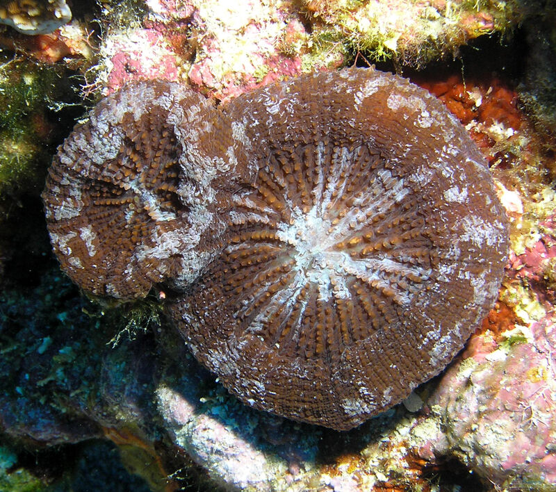 Scolymia cubensis im Aquarium halten (Einrichtungsbeispiele für Artischocken-Koralle)  - Scolymia-cubensisaquarium