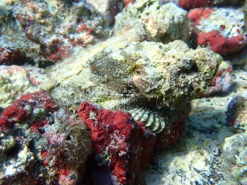 Scorpaenopsis Diabolus im Aquarium halten (Einrichtungsbeispiele mit Buckel-Drachenkopf)