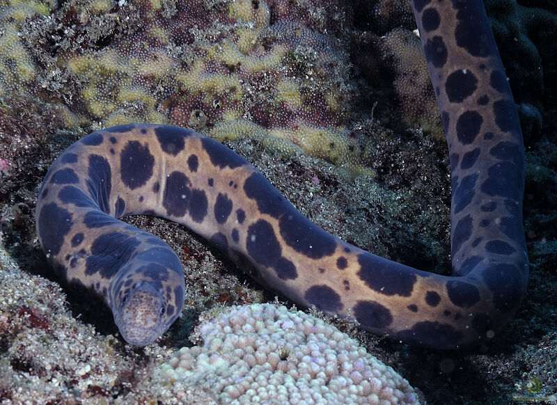 Scuticaria tigrina im Aquarium halten (Einrichtungsbeispiele für Leopardenmuräne)