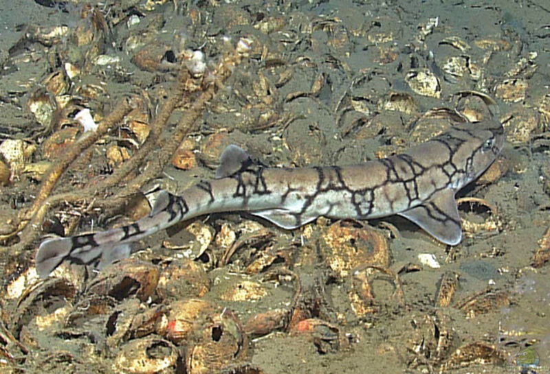 Scyliorhinus retifer im Aquarium halten (Einrichtungsbeispiele für Netzkatzenhai)