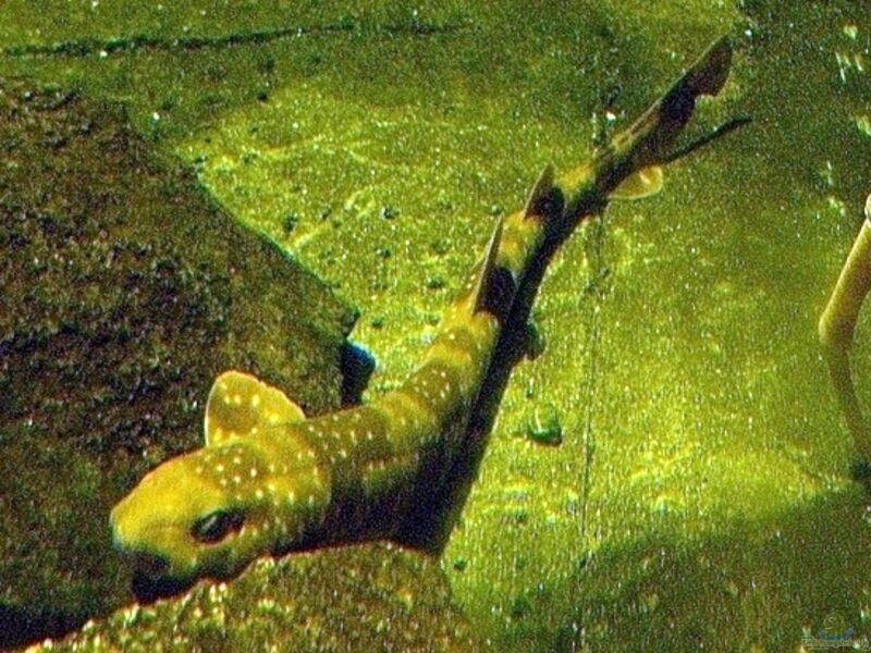 Scyliorhinus torazame im Aquarium halten (Einrichtungsbeispiele für Japanischer Katzenhai)  - Scyliorhinus-torazameaquarium