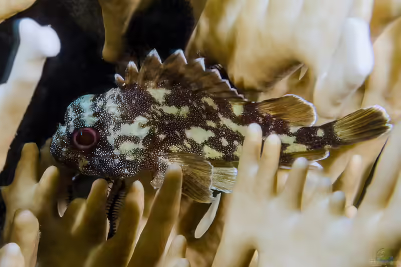 Sebastapistes cyanostigma im Aquarium halten (Einrichtungsbeispiele mit Gelbflecken-Drachenkopf)