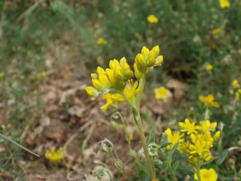 Sedum rupestre am Gartenteich (Einrichtungsbeispiele mit Felsen-Fetthenne)