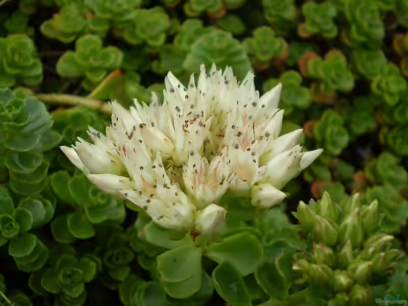 Sedum spurium im Garten pflanzen (Einrichtungsbeispiele mit Kaukasus-Asienfetthenne)