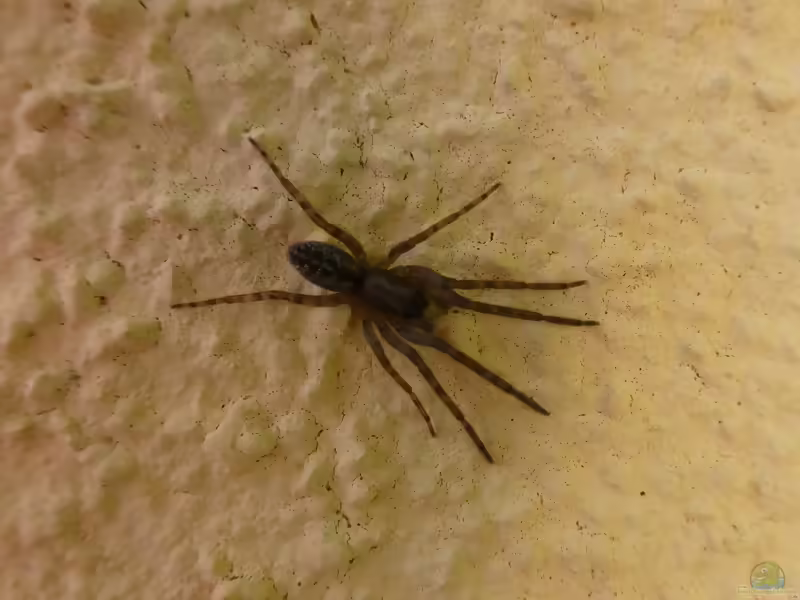 Bayerische Fischernetzspinne (Segestria bavarica) – Lebensraum, Aussehen, Verhalten und Nutzen im Garten (Einrichtungsbeispiele mit Segestria bavarica)