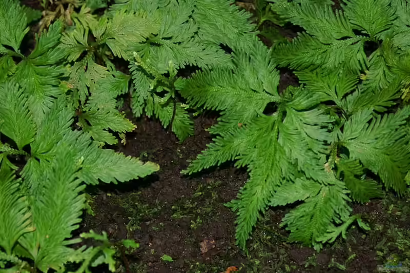 Selaginella umbrosa im Terrarium pflanzen (Einrichtungsbeispiele mit Mexikanischer Moosfarn)