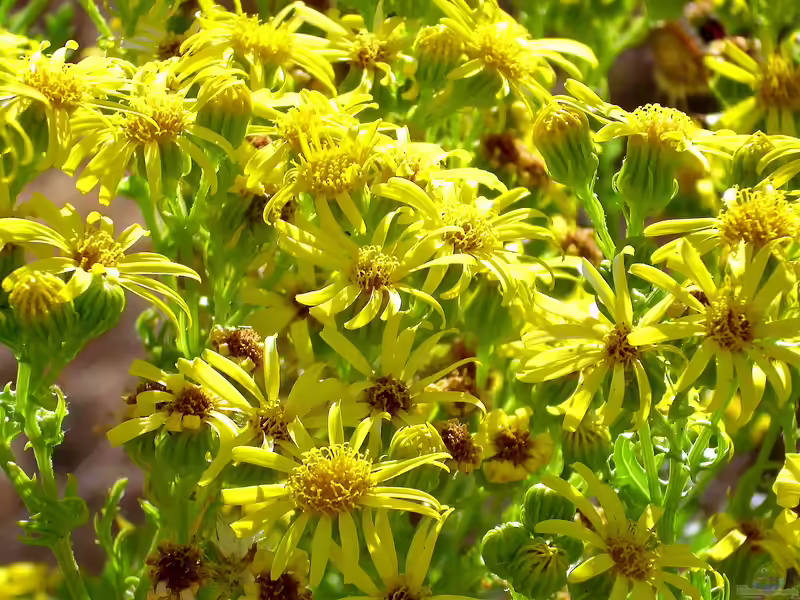 Senecio jacobaea im Garten pflanzen (Einrichtungsbeispiele mit Alpen-Waldrebe)