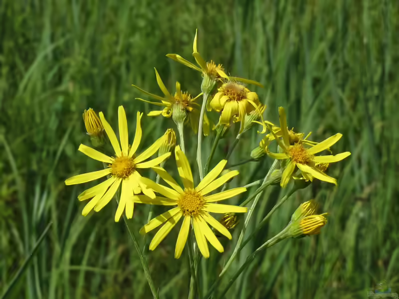 Senecio paludosus im Garten pflanzen (Einrichtungsbeispiele mit Sumpf-Greiskraut)