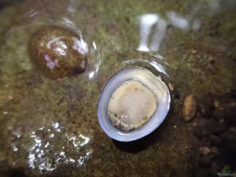 Septaria porcellana im Aquarium halten (Einrichtungsbeispiele mit Grüne Muschelschnecke)