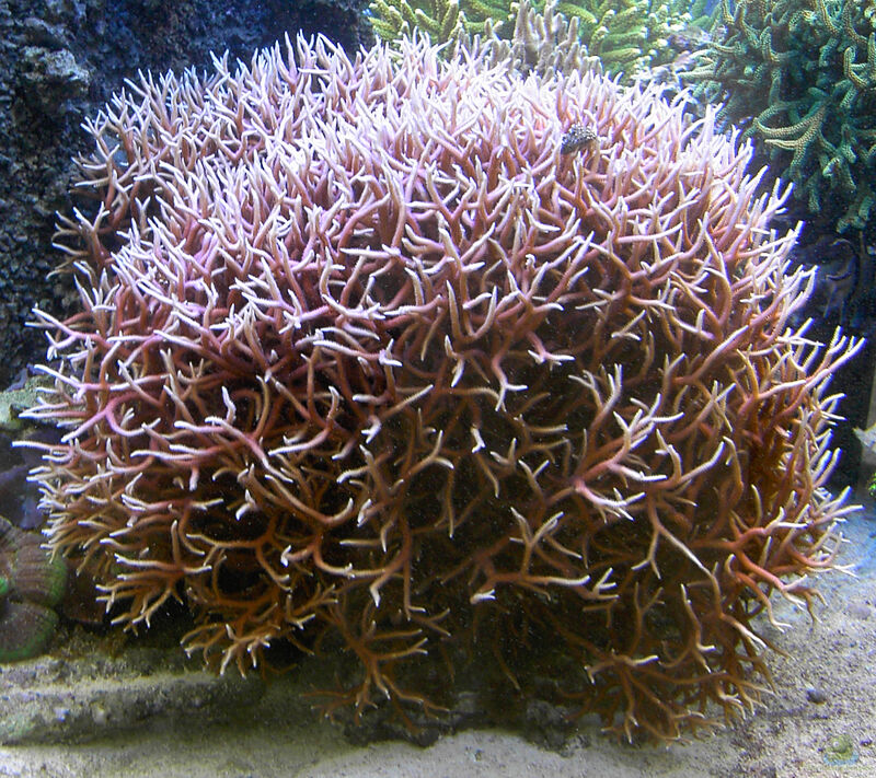 Seriatopora hystrix im Aquarium halten (Einrichtungsbeispiele für Christusdorn-Koralle)
