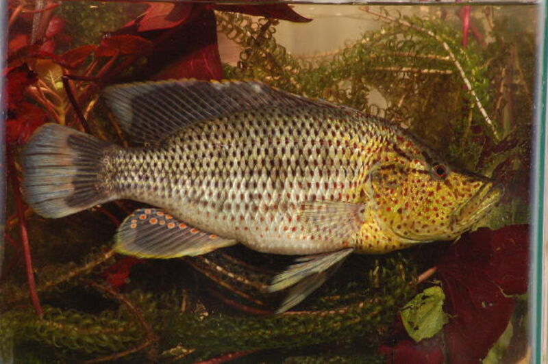 Serranochromis angusticeps im Aquarium halten (Einrichtungsbeispiele für Serranochromis angusticeps)  - Serranochromis-angusticepsaquarium