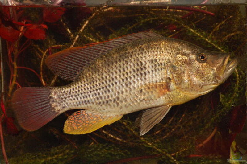 Serranochromis intermedius im Aquarium halten (Einrichtungsbeispiele für Serranochromis intermedius)  - Serranochromis-intermediusaquarium