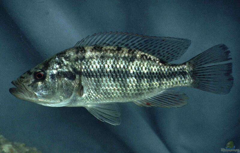 Serranochromis macrocephalus im Aquarium halten (Einrichtungsbeispiele für Serranochromis macrocephalus)  - Serranochromis-macrocephalusaquarium