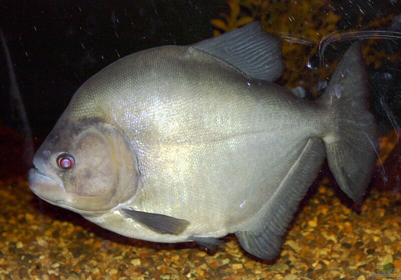 Serrasalmus rhombeus im Aquarium halten (Einrichtungsbeispiele für Schwarzer Piranha)  - Serrasalmus-rhombeusaquarium