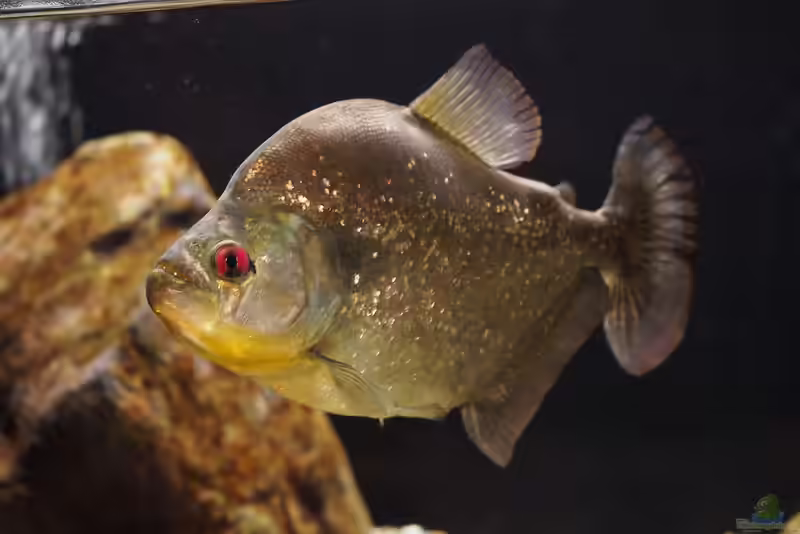 Serrasalmus spilopleura im Aquarium halten (Einrichtungsbeispiele für Schwarzband-Sägesalmler)