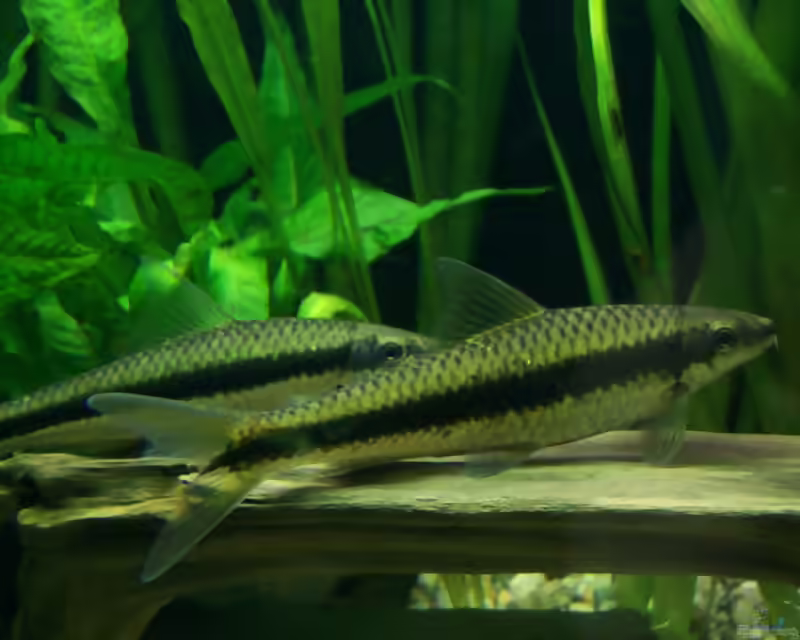 Crossocheilus siamensis - die Siamesische Rüsselbarbe im Aquarium halten (Einrichtungsbeispiele mit Siamesische Rüsselbarbe)