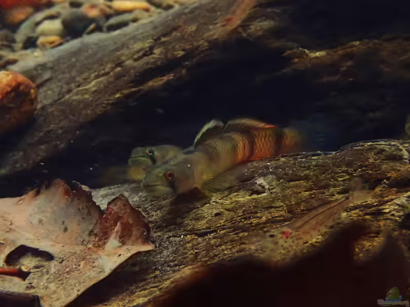 Sicyopus zosterophorum im Aquarium halten (Einrichtungsbeispiele mit Rotstreifengrundel)