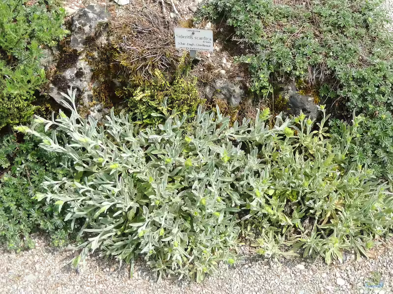 Sideritis scardica am Gartenteich (Einrichtungsbeispiele mit Griechischer Bergtee)