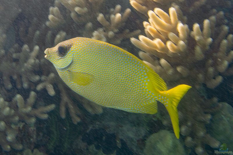 Siganus corallinus im Aquarium halten (Einrichtungsbeispiele für Indischer Korallen-Kaninchenfisch)  - Siganus-corallinusaquarium