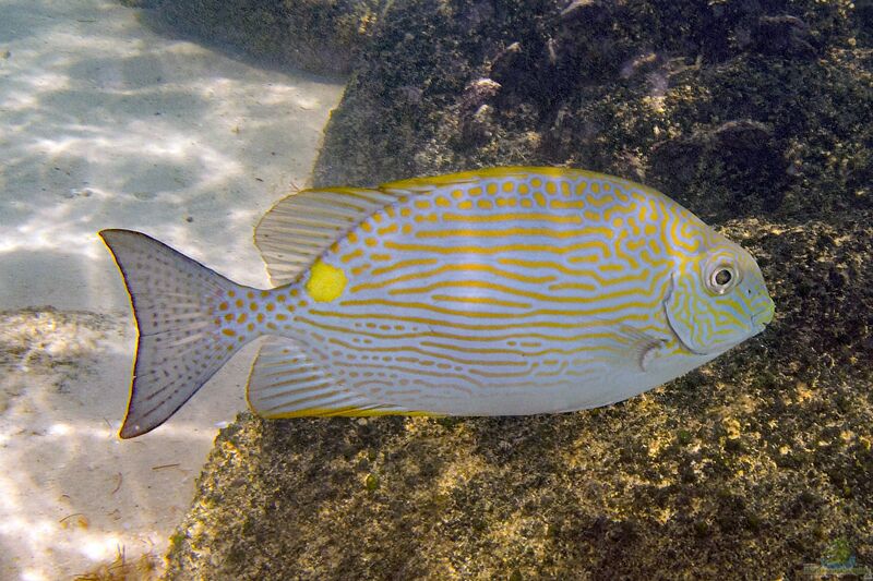 Siganus lineatus im Aquarium halten (Einrichtungsbeispiele für Goldfleck-Kaninchenfisch)