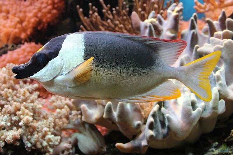 Siganus magnificus im Aquarium halten (Einrichtungsbeispiele für Andamanen Fuchsgesicht)