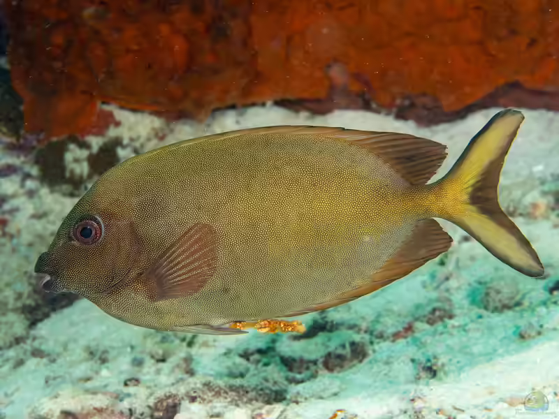 Siganus punctatissimus im Aquarium halten (Einrichtungsbeispiele für Pünktchen-Kaninchenfisch)