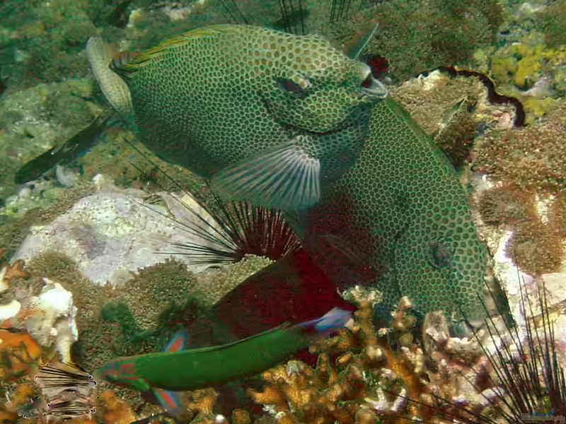 Siganus punctatus im Aquarium halten (Einrichtungsbeispiele für Gepunkteter Kaninchenfisch)
