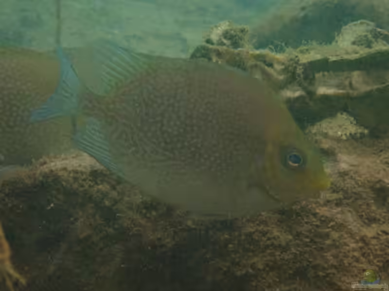 Siganus randalli im Aquarium halten (Einrichtungsbeispiele für Randalls Kaninchenfisch)