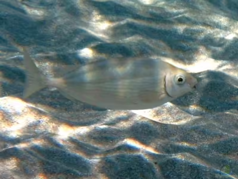 Siganus rivulatus im Aquarium halten (Einrichtungsbeispiele für Rotmeer-Kaninchenfisch)