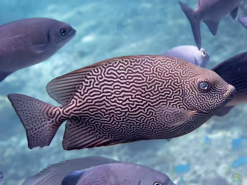 Siganus vermiculatus im Aquarium halten (Einrichtungsbeispiele für Labyrinth-Kaninchenfisch)