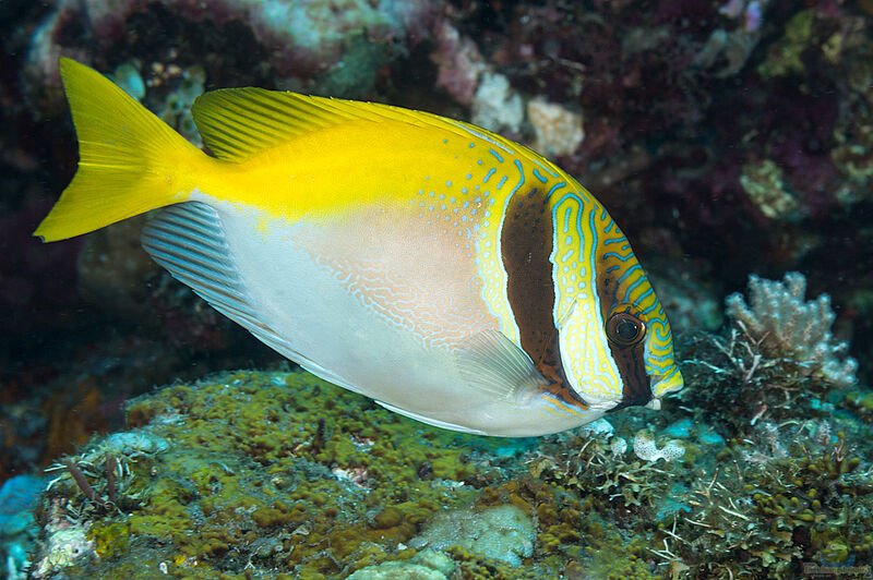 Siganus virgatus im Aquarium halten (Einrichtungsbeispiele für Kopfband-Kaninchenfisch)