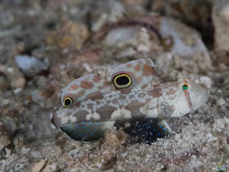 Signigobius biocellatus im Aquarium halten (Einrichtungsbeispiele für Krabbenaugengrundel)