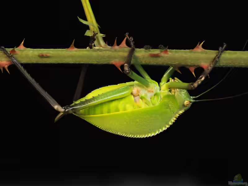 Siliquofera grandis im Terrarium halten (Einrichtungsbeispiele mit Neuguinea-Riesenblattschrecke)