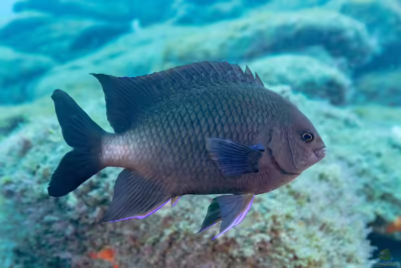 Similiparma lurida im Aquarium halten (Einrichtungsbeispiele mit Kanaren-Demoiselle)