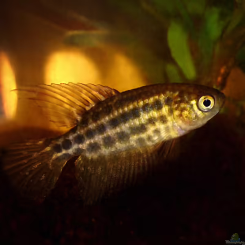 Simpsonichthys constanciae im Aquarium halten (Einrichtungsbeispiele mit Simpsonichthys constanciae)