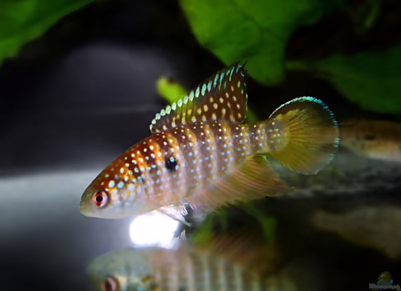 Simpsonichthys notatus im Aquarium halten (Einrichtungsbeispiele mit Simpsonichthys notatus)