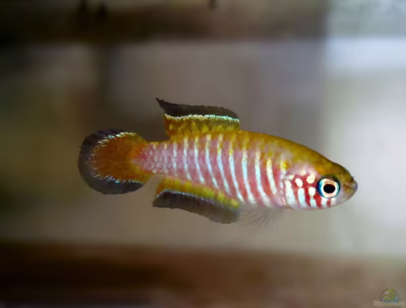 Simpsonichthys parallelus im Aquarium halten (Einrichtungsbeispiele mit Simpsonichthys parallelus)