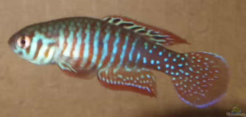 Simpsonichthys santanae im Aquarium halten (Einrichtungsbeispiele mit Simpsonichthys santanae)