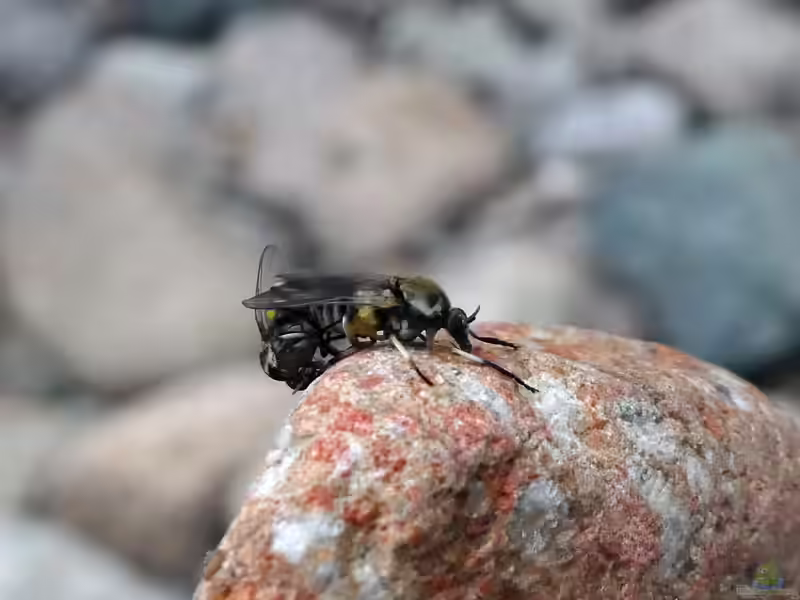 Kriebelmücken im Garten (Einrichtungsbeispiele mit Simuliidae)