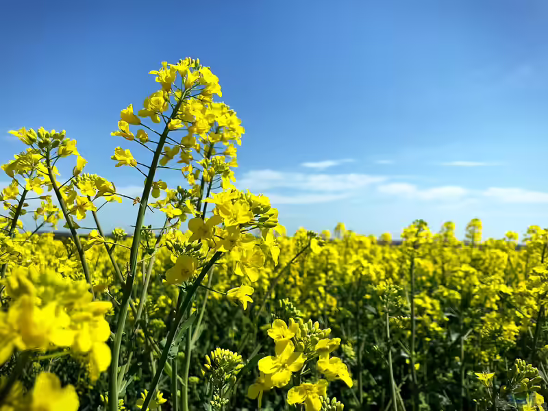 Sinapis arvensis im Garten pflanzen (Einrichtungsbeispiele mit Acker-Senf)