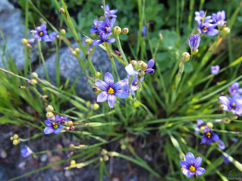 Sisyrinchium angustifolium am Gartenteich (Einrichtungsbeispiele mit Schmalblättriges Blauäuglein)