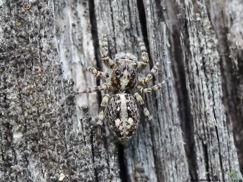 Sitticus pubescens: Vierpunktspringspinne im Terrarium halten (Einrichtungsbeispiele mit Sitticus pubescens)