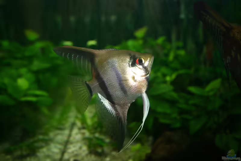 Skalare im Aquarium halten (Einrichtungsbeispiele für Segelflosser)