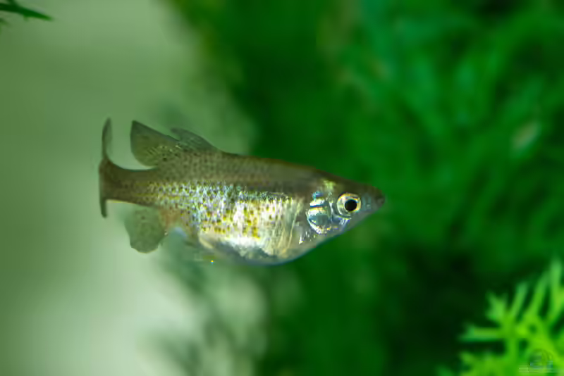 Skiffia francesae: Goldener Hochlandkärpfling im Aquarium halten (Einrichtungsbeispiele mit Goldener Hochlandkärpfling)