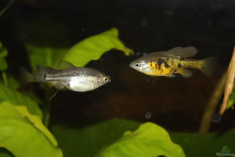 Skiffia multipunctata: Vielpunkt-Hochlandkärpfling im Aquarium halten (Einrichtungsbeispiele mit Skiffia multipunctata)