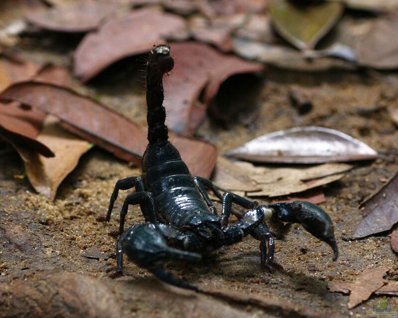 Skorpione im Terrarium halten (Einrichtungsbeispiele für Skorpion)