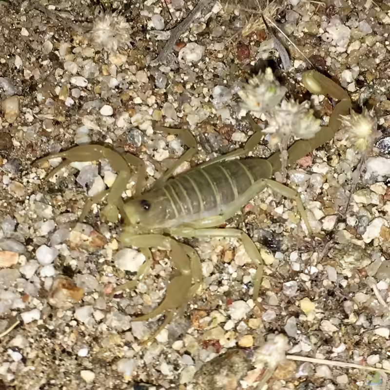 Smeringurus mesaensis im Terrarium halten (Einrichtungsbeispiele mit Dünenskorpion)
