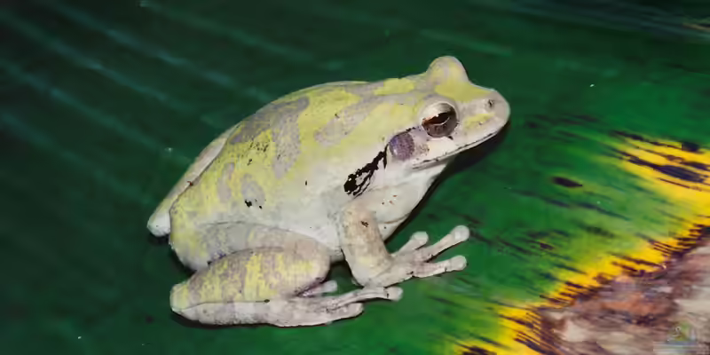 Smilisca baudinii im Terrarium halten (Einrichtungsbeispiele mit Mexikanischer Baumfrosch)